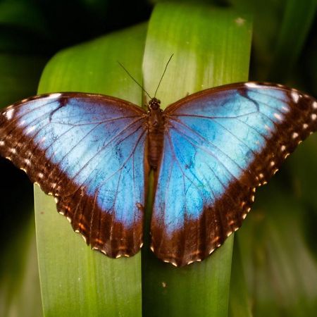 Veragua Rainforest 利蒙港 外观 照片