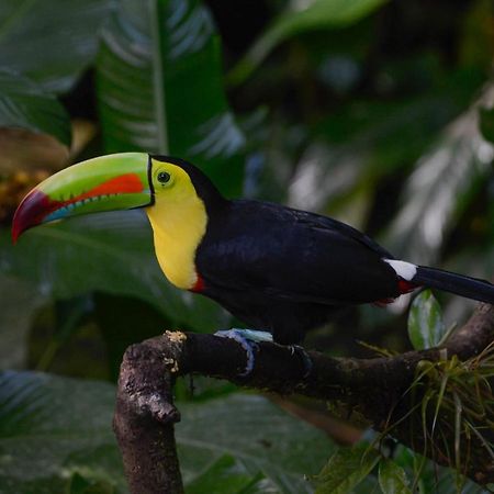 Veragua Rainforest 利蒙港 外观 照片