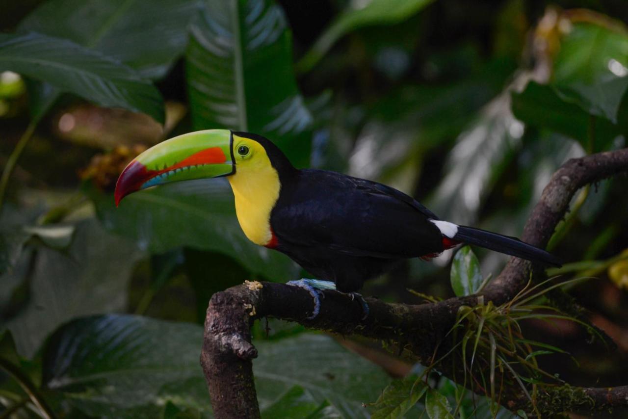 Veragua Rainforest 利蒙港 外观 照片